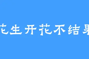 花生开花不结果